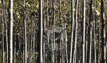 原创学生作文：《铁道旁的小树林》