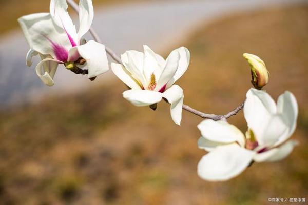 高中语文，仿写和套路仅是作文入门学步车，文采也不过是外衣