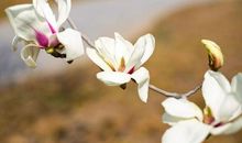 高中语文，仿写和套路仅是作文入门学步车，文采也不过是外衣