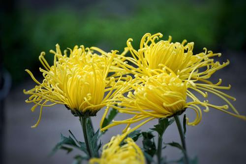 傲菊灿烂作文范文