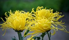 傲菊灿烂作文范文