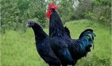 作文精批细改案例：小学生暑假作文《捉黑鸡》修改与点评