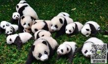 可爱的国宝 可爱的熊猫作文900字