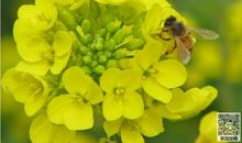 油菜花和七彩丹霞 五年级暑假旅游日记300字