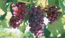 摘葡萄 四年级记叙文400字