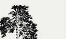 我是一棵松树-树的自述作文450字