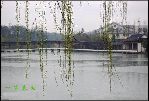 一帘春雨，一层忧伤_800字