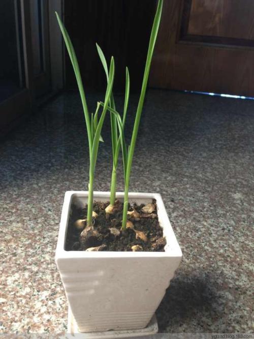 水培大蒜 观察植物日记