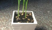 水培大蒜 观察植物日记