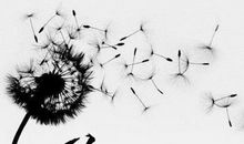 我是一棵蒲公英-想象的作文700字