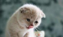 四年级作文：可爱的小猫