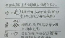 那可怜却可爱的人作文650字