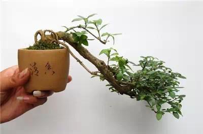 可以听的盆景 制作盆景作文400字