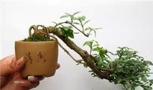 可以听的盆景 制作盆景作文400字