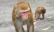 有趣的南湾猴岛 有趣的猴子作文600字