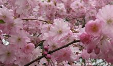 高考作文辅导65：春天的故事