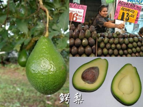 鳄梨 四年级我爱吃的水果作文400字