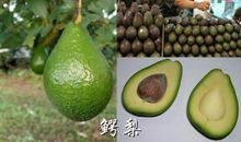 鳄梨 四年级我爱吃的水果作文400字