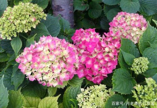 缩写文章有妙招(附优秀作文及精彩点评) 2