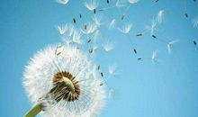 少年作文｜我是一朵蒲公英（张雯琪）