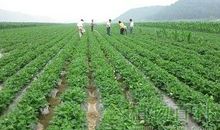 浅谈有机农业的栽培施肥及土壤培肥技术论文