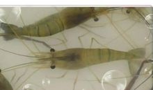 「“这个宅年不一般”优秀作文展」给虾宝宝们的一封信 搞笑的朋友宅圈