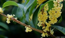 写景的作文：桂花