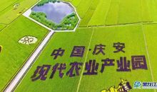 【新时代东北振兴】庆安稻作文化公园：打造稻作文化名片