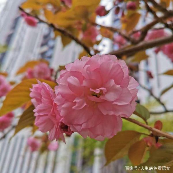 中考作文,做到展现生活直面问题,弘扬真善美,定能写出佳作 1