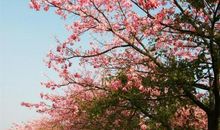 一棵木棉-优秀记叙文800字