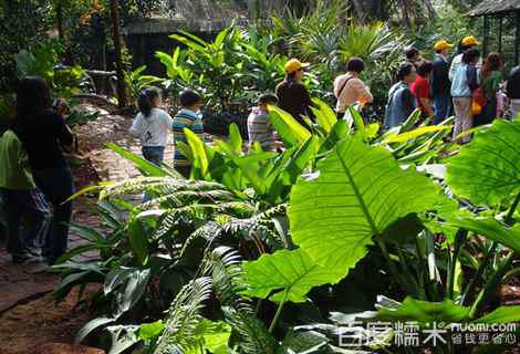 海南热带野生动植物园 参观野生动植物园作文300字