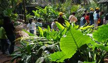 海南热带野生动植物园 参观野生动植物园作文300字