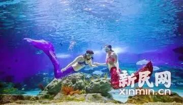 海底的伪装表演 精彩的表演作文400字