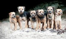 人与动物之间的深厚情谊 读《我和狗狗的约定》有感1500字