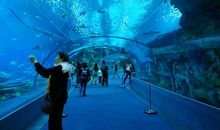 海洋的神奇 参观海洋馆作文300字