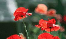 原创学生作文：《娇艳的玫瑰花》