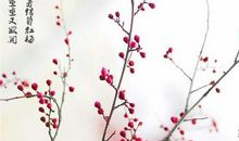 成长是一种美丽的疼痛-梅花的启示作文300字