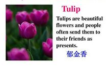 郁金香情思 高三故事作文800字