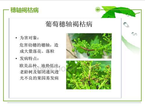 葡萄病虫害防治分析的论文