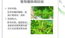 葡萄病虫害防治分析的论文