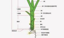 水稻生产栽培技术分析的论文