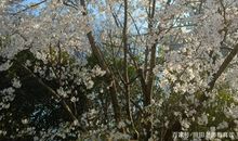 作文读起来没有味道，不生动。可以试试这几小诀窍