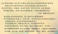 2005年湖南高考优秀作文选登：生如夏花_800字