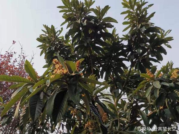 教师点评作文|给自己一个希望 1