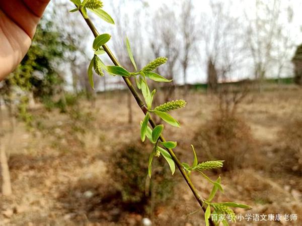 走进我家乡的一个老公园,小学语文作文写作 2