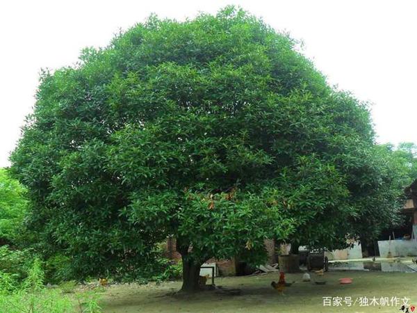 四年级作文:身边的那棵桂花树