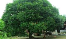 四年级作文：身边的那棵桂花树