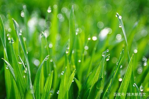 五年级作文:春雨