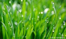 五年级作文：春雨