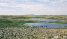 小学生优秀写景作文：美丽的呼伦贝尔大草原